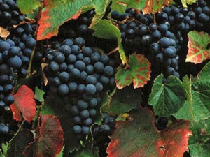big_red_malbec_grapes Malbec grapes