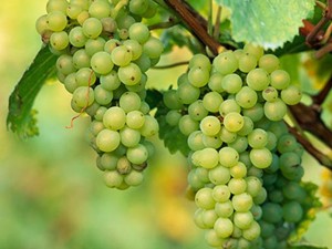 big_white_pinotblanc_grapes Pinot Blanc grapes