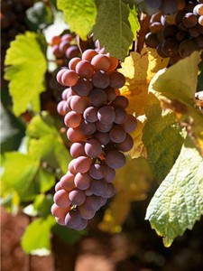 big_white_pinotgrigio_grapes Pinot Grigio grapes
